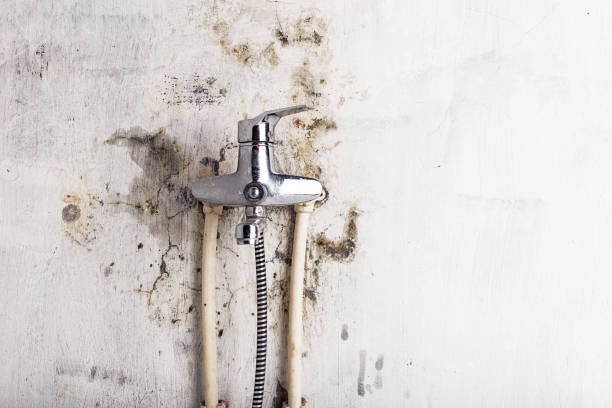 Best Fast Mold Removal  in Boston, GA