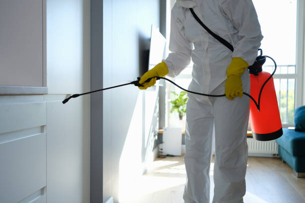 Best Mold Damage Repair  in Boston, GA
