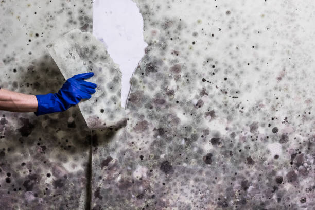 Best Mold Cleaning Services  in Boston, GA