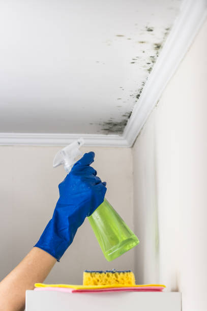 Best Affordable Mold Removal  in Boston, GA